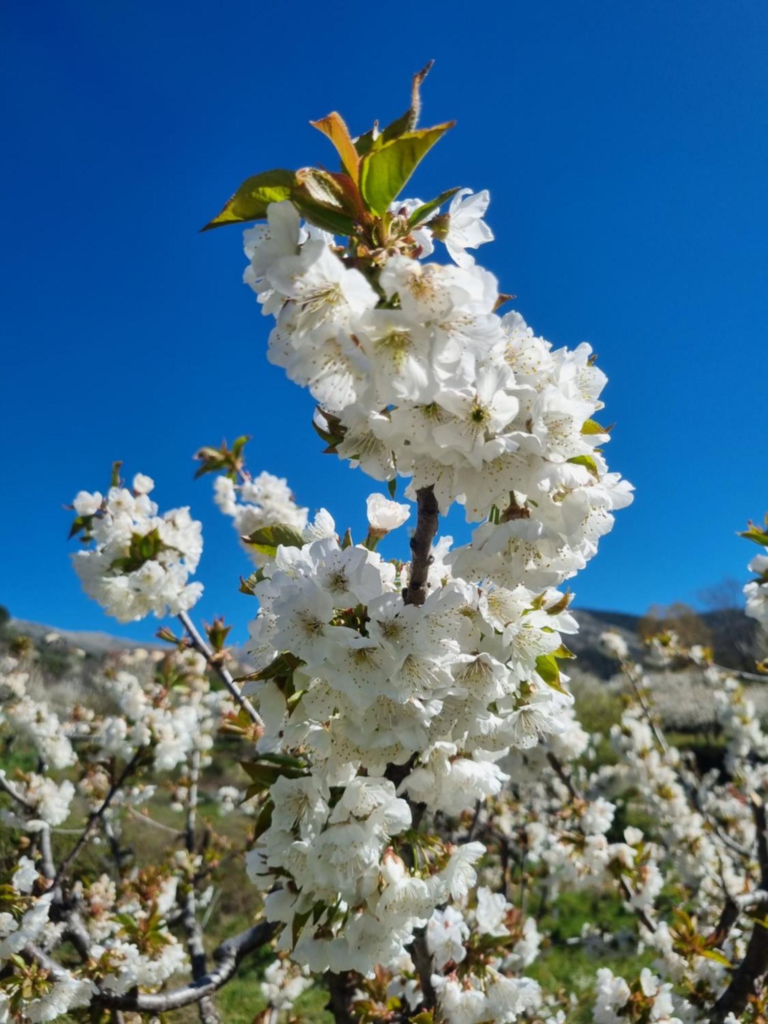 La Albarea By #Cherrygredos エル・アレナル エクステリア 写真